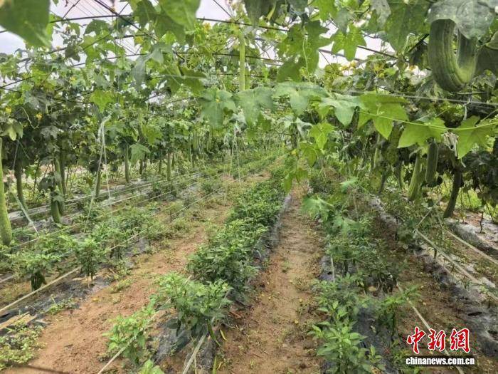 高平：闲置资源再“生金” 特色产业促振兴PG电子麻将胡了试玩乡村行·看振兴）山西(图3)